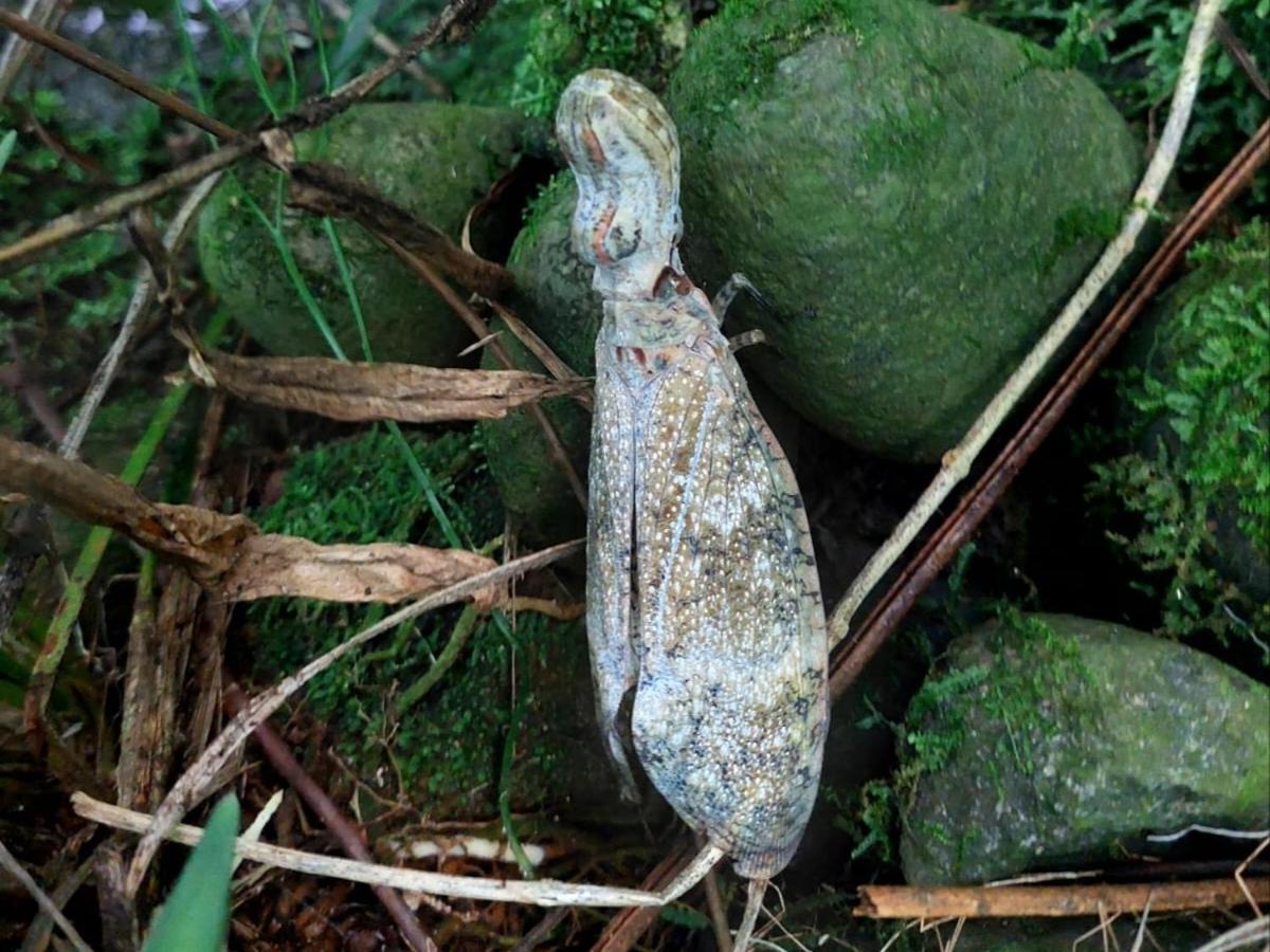 Hope Garden, Sarapiqui, We Connect You With The Sarapiqui Tropical Forest Ngoại thất bức ảnh