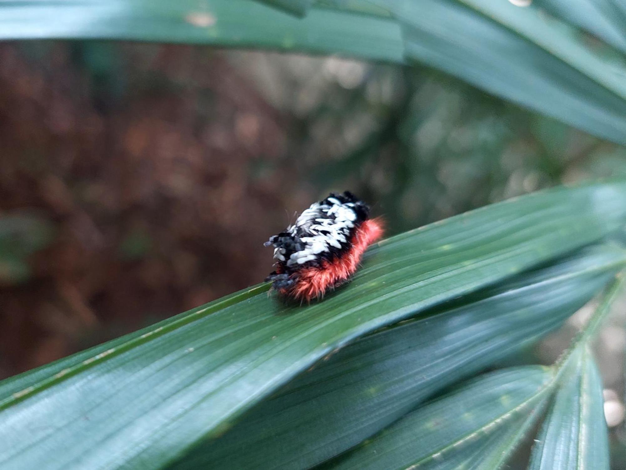 Hope Garden, Sarapiqui, We Connect You With The Sarapiqui Tropical Forest Ngoại thất bức ảnh