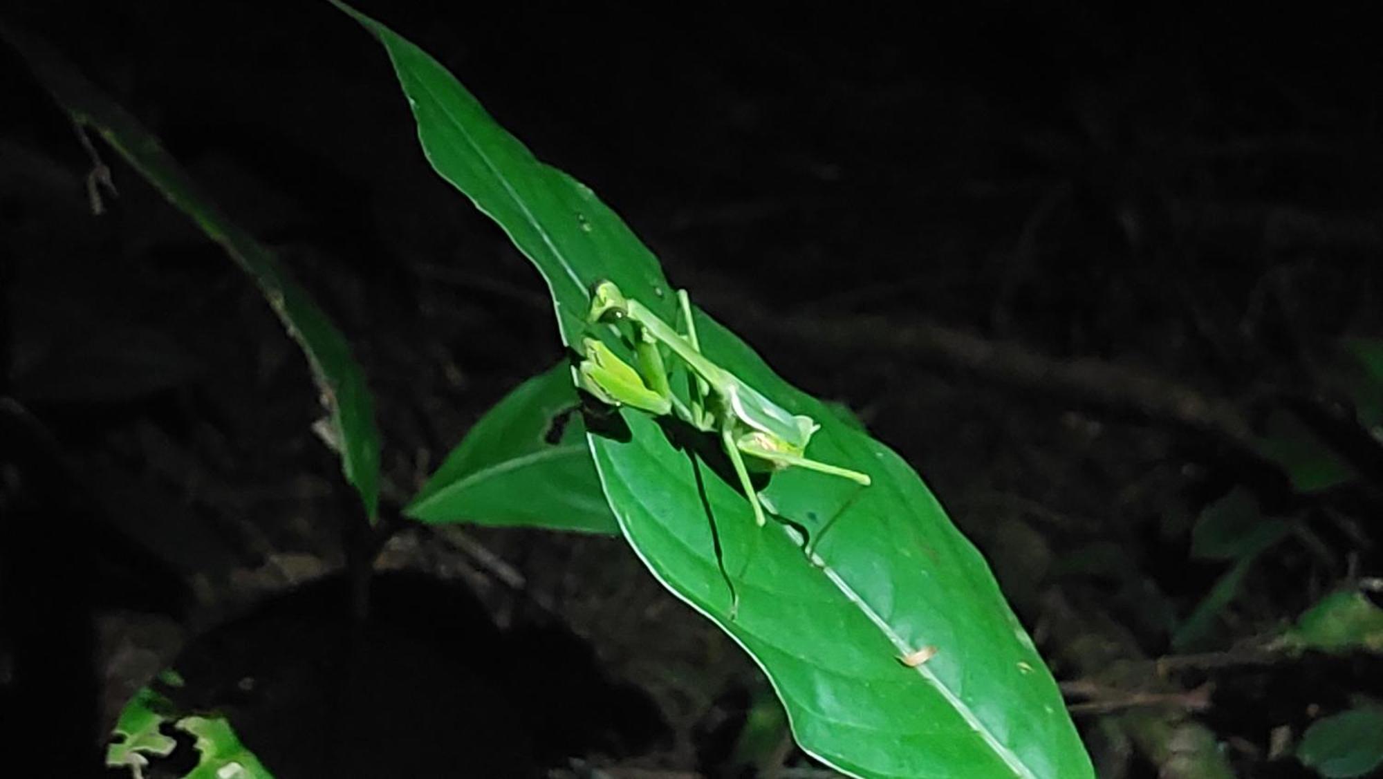Hope Garden, Sarapiqui, We Connect You With The Sarapiqui Tropical Forest Ngoại thất bức ảnh