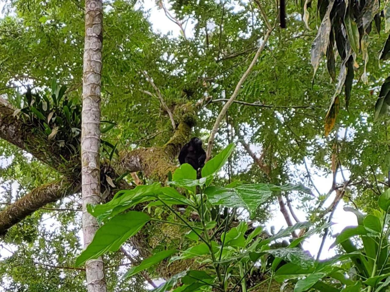 Hope Garden, Sarapiqui, We Connect You With The Sarapiqui Tropical Forest Ngoại thất bức ảnh