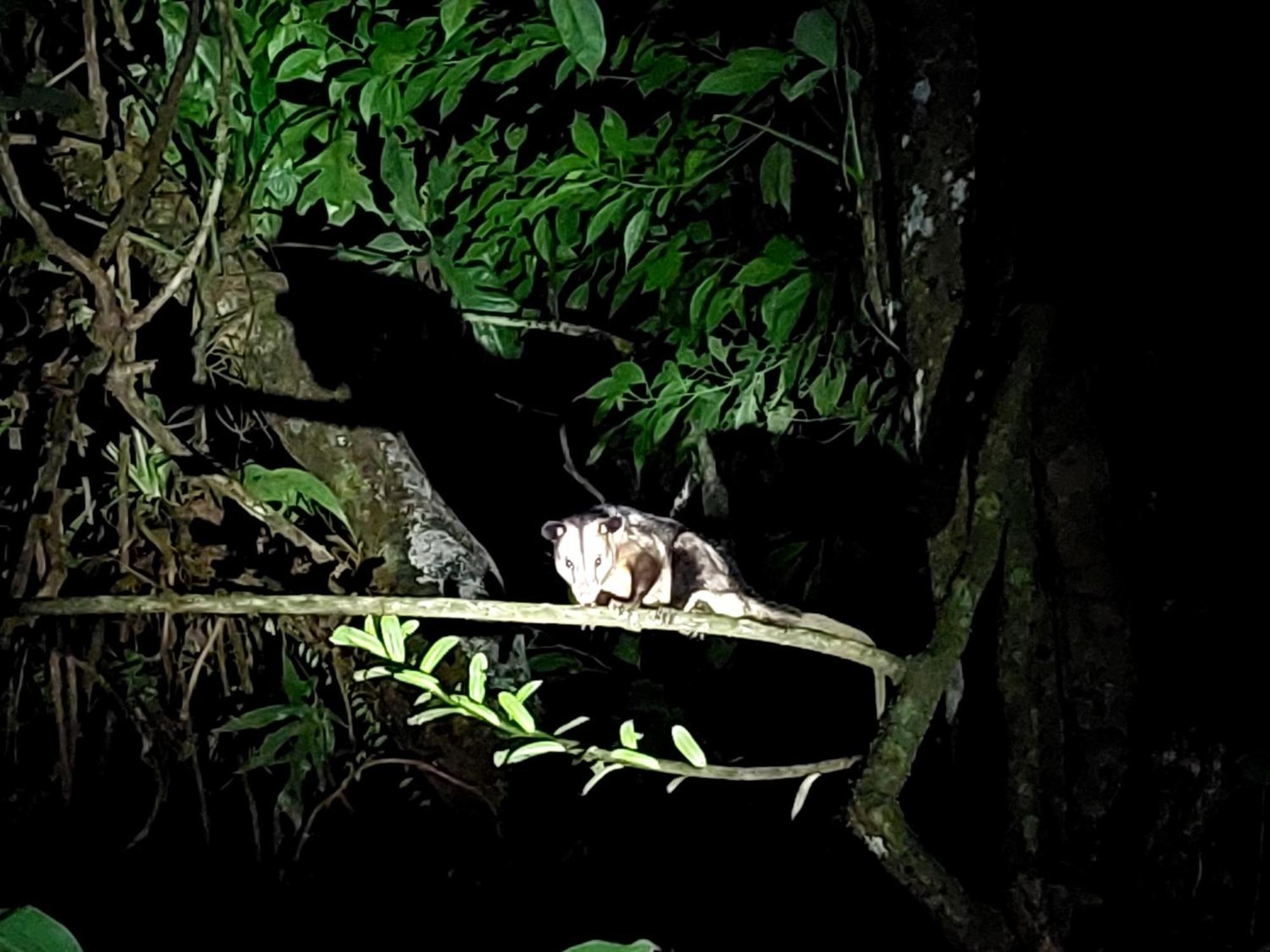 Hope Garden, Sarapiqui, We Connect You With The Sarapiqui Tropical Forest Ngoại thất bức ảnh