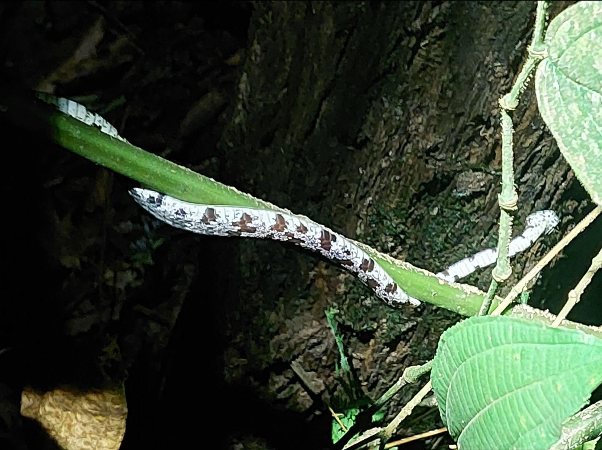 Hope Garden, Sarapiqui, We Connect You With The Sarapiqui Tropical Forest Ngoại thất bức ảnh