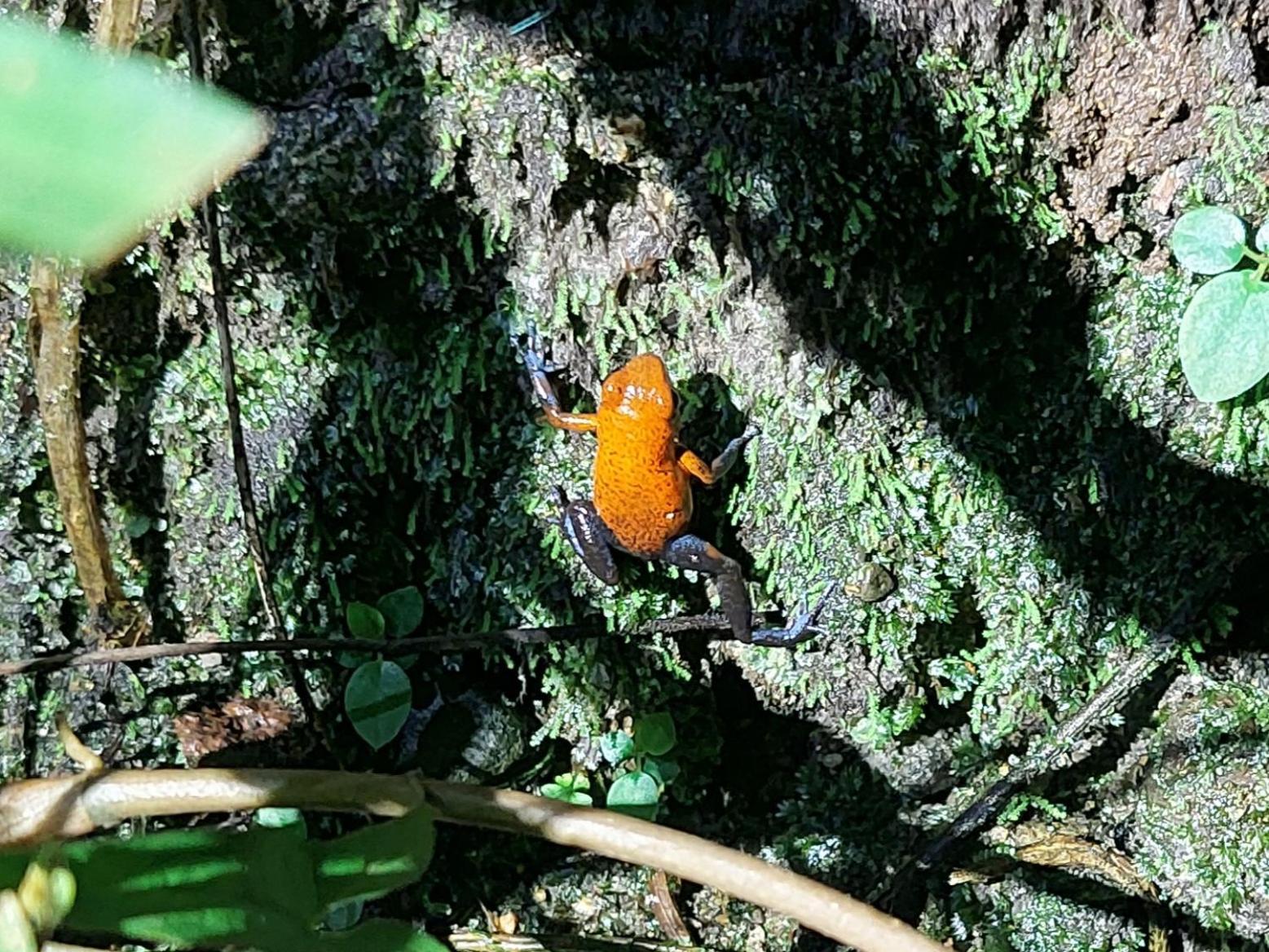 Hope Garden, Sarapiqui, We Connect You With The Sarapiqui Tropical Forest Ngoại thất bức ảnh