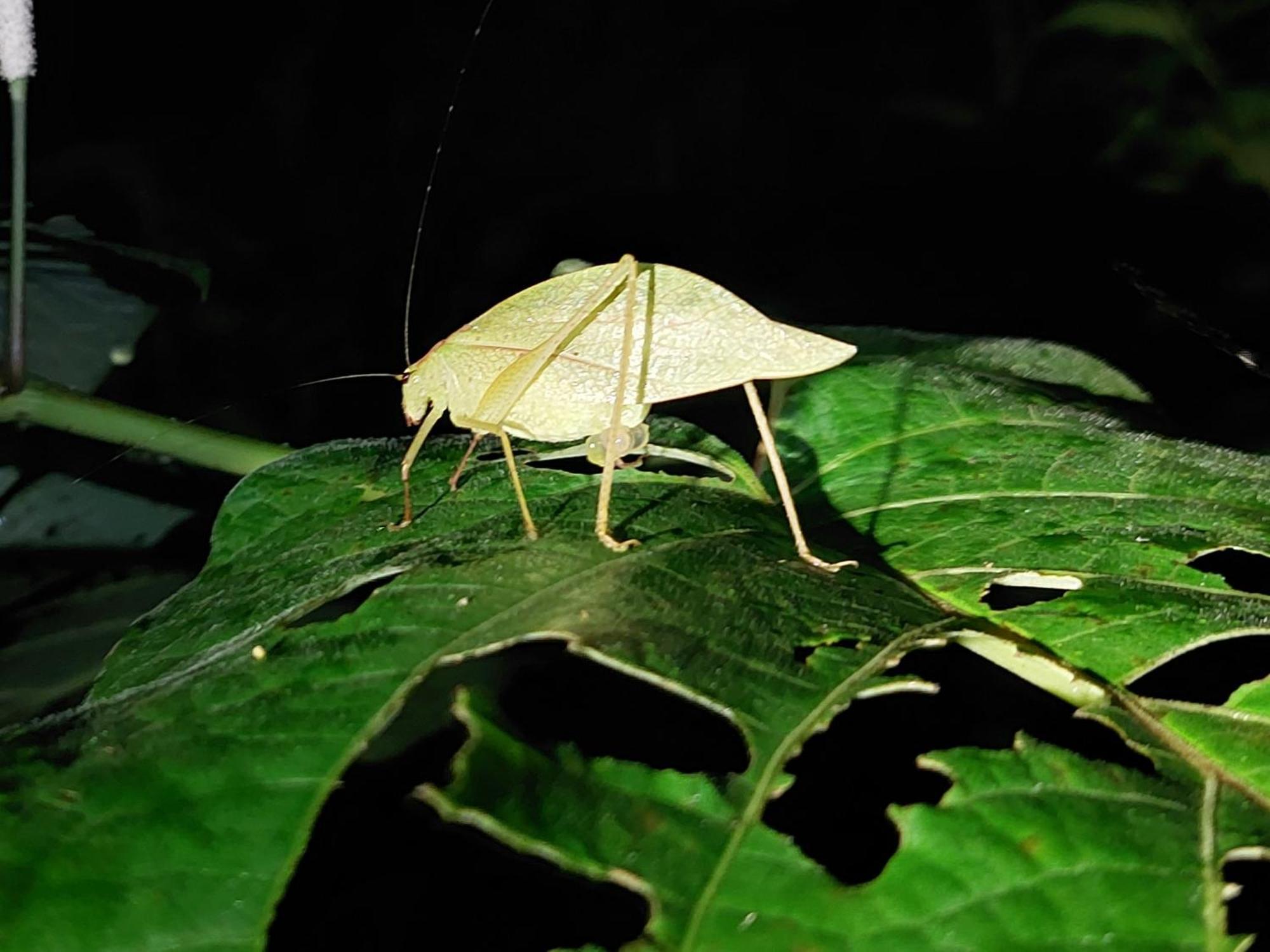 Hope Garden, Sarapiqui, We Connect You With The Sarapiqui Tropical Forest Ngoại thất bức ảnh