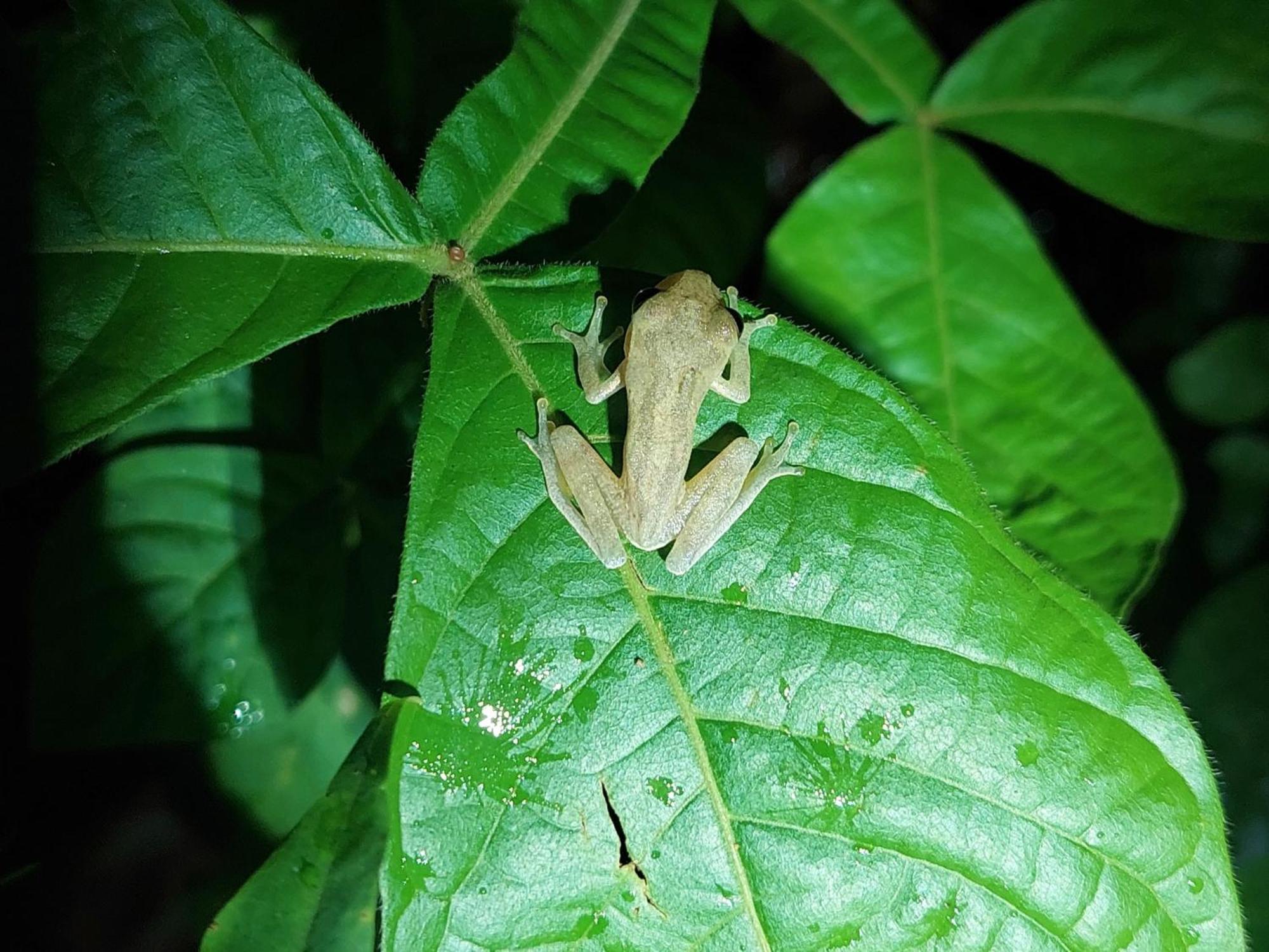 Hope Garden, Sarapiqui, We Connect You With The Sarapiqui Tropical Forest Ngoại thất bức ảnh