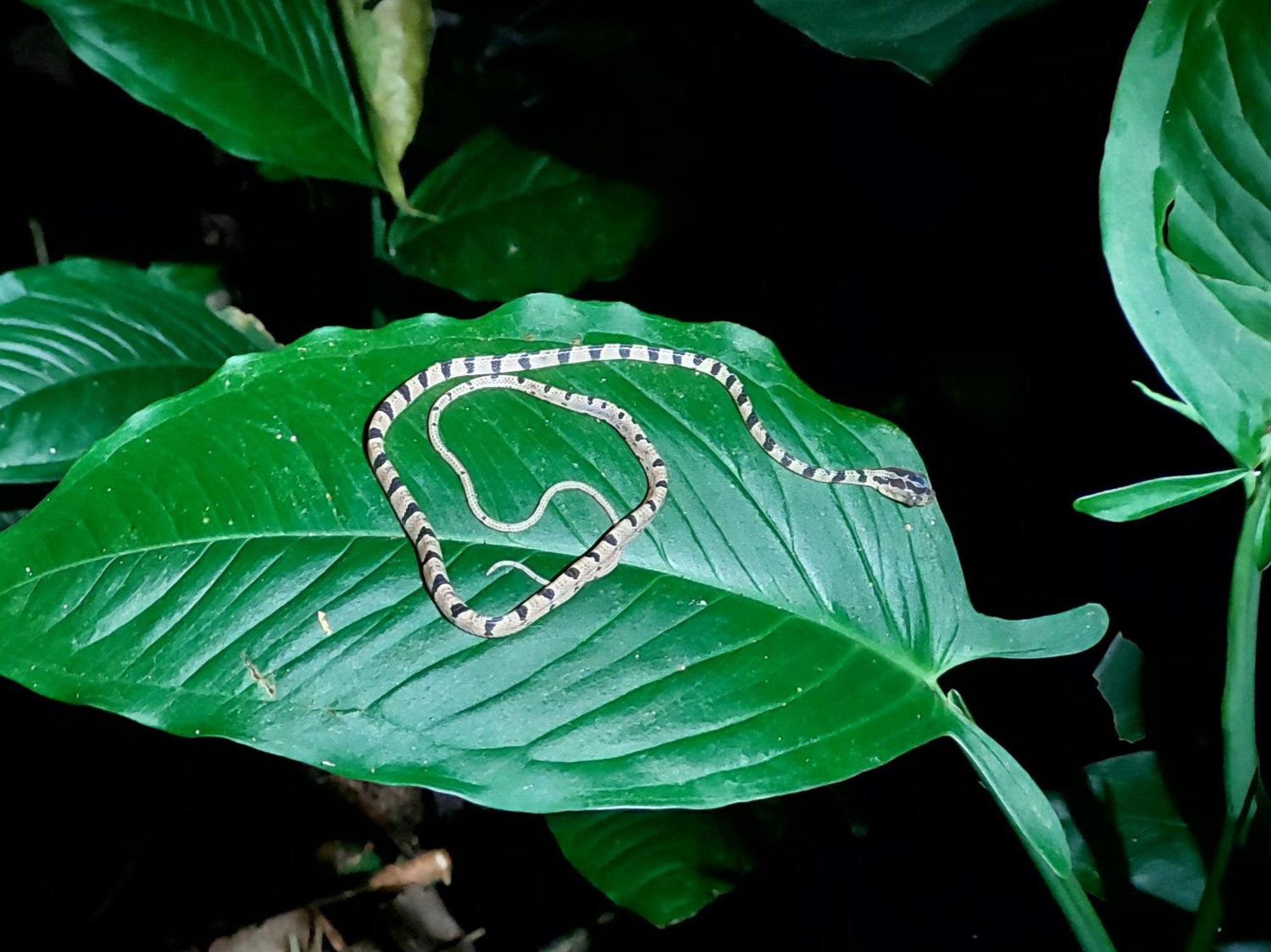 Hope Garden, Sarapiqui, We Connect You With The Sarapiqui Tropical Forest Ngoại thất bức ảnh