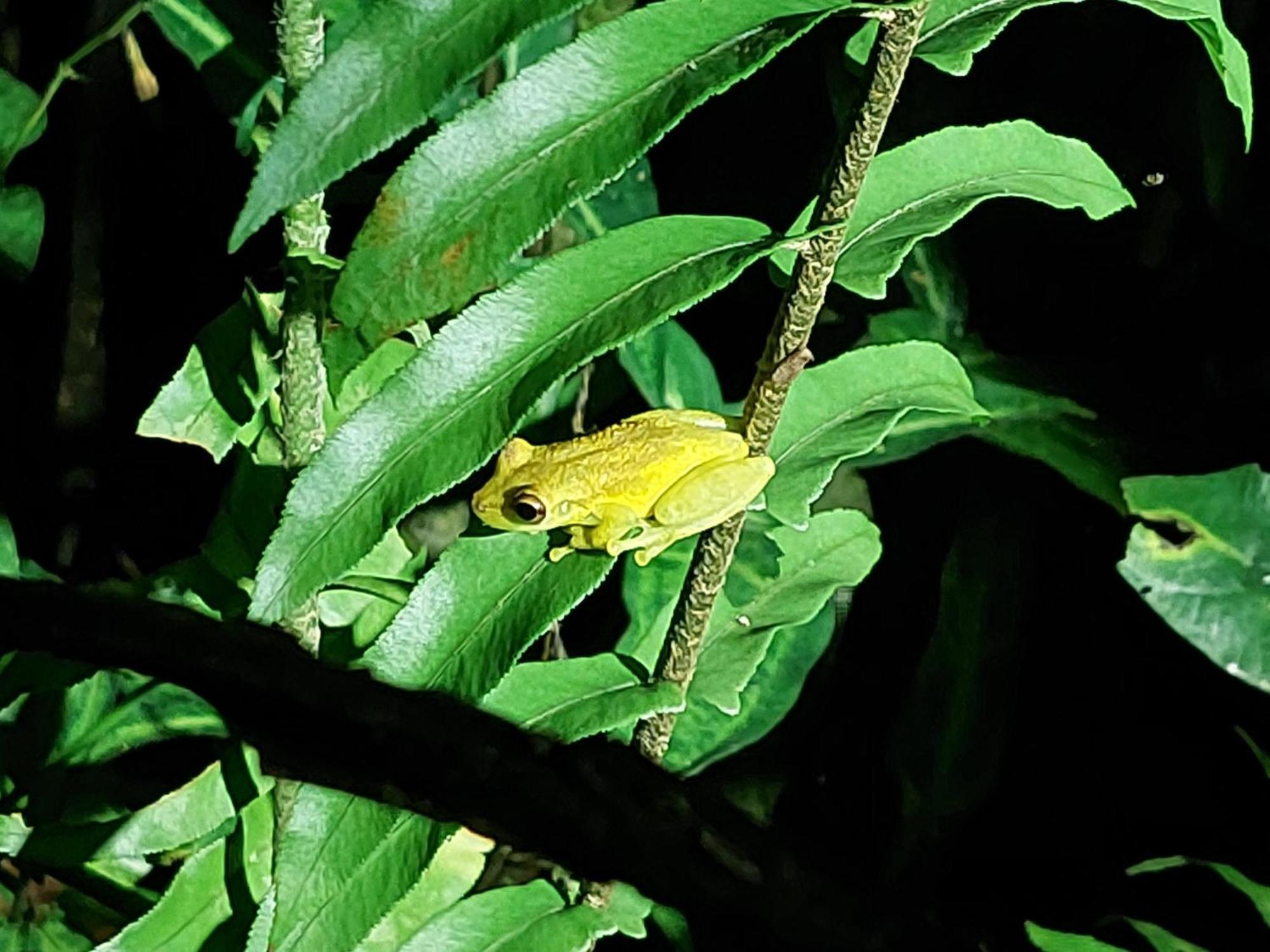Hope Garden, Sarapiqui, We Connect You With The Sarapiqui Tropical Forest Ngoại thất bức ảnh
