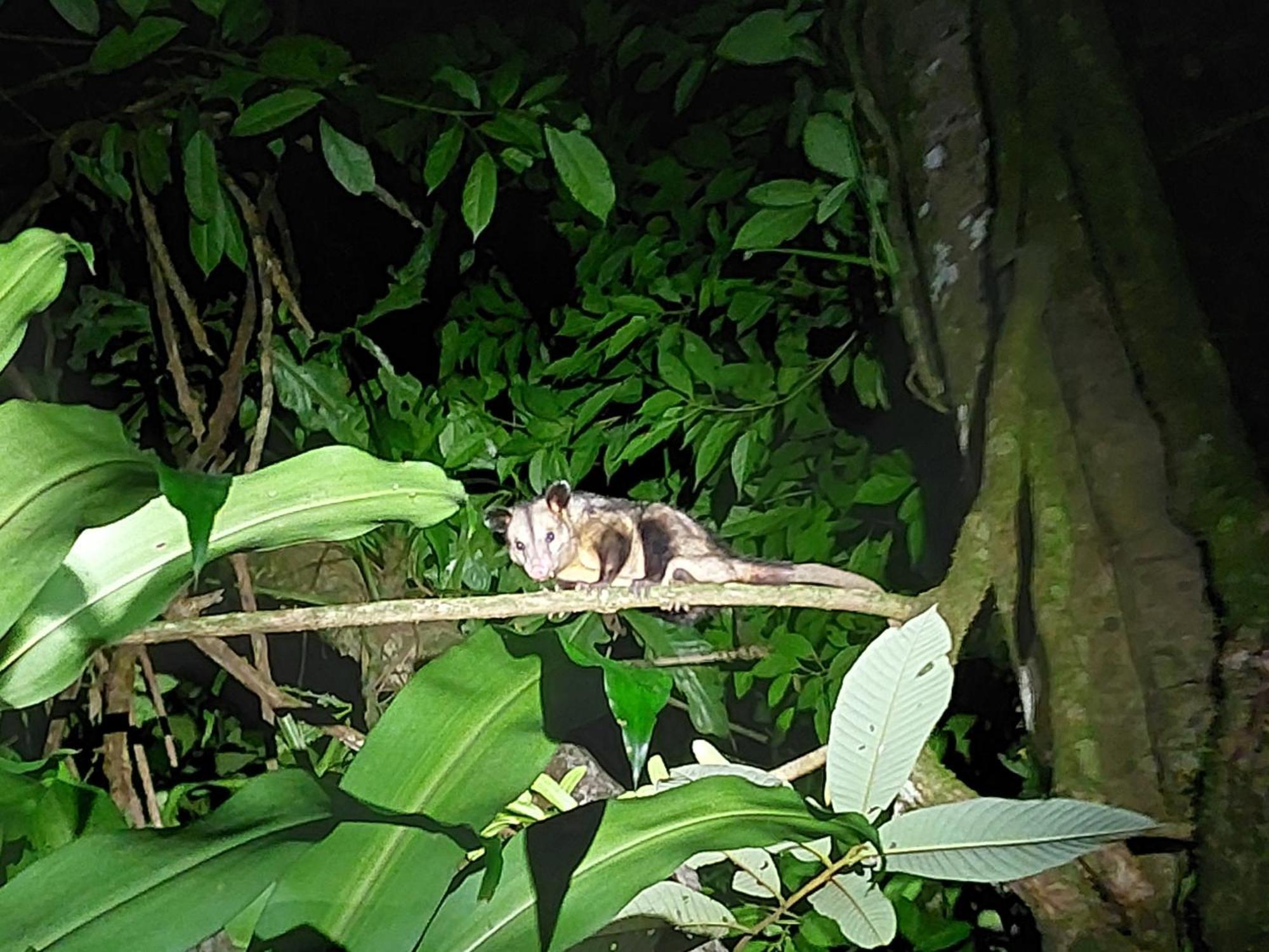 Hope Garden, Sarapiqui, We Connect You With The Sarapiqui Tropical Forest Ngoại thất bức ảnh