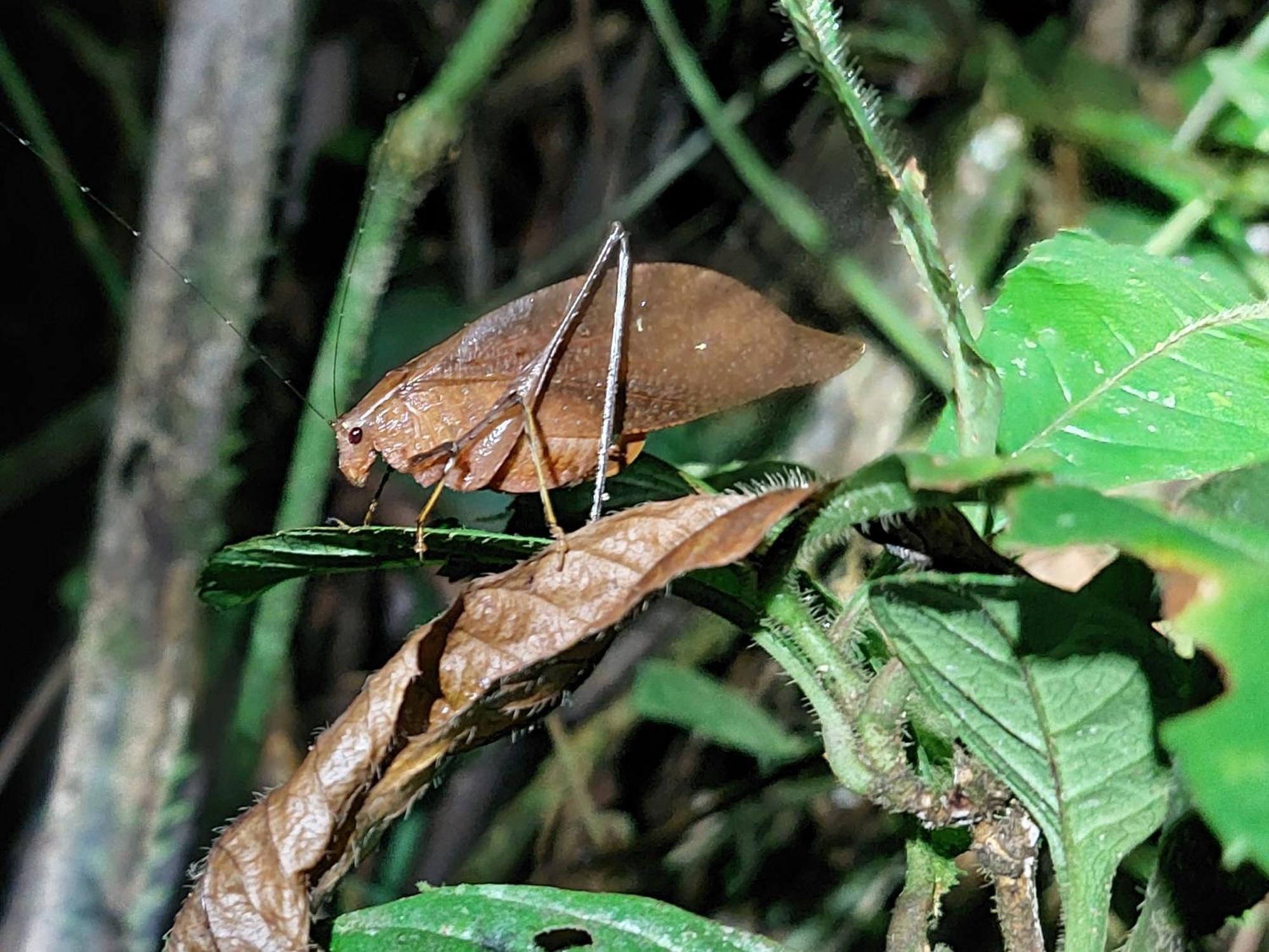 Hope Garden, Sarapiqui, We Connect You With The Sarapiqui Tropical Forest Ngoại thất bức ảnh