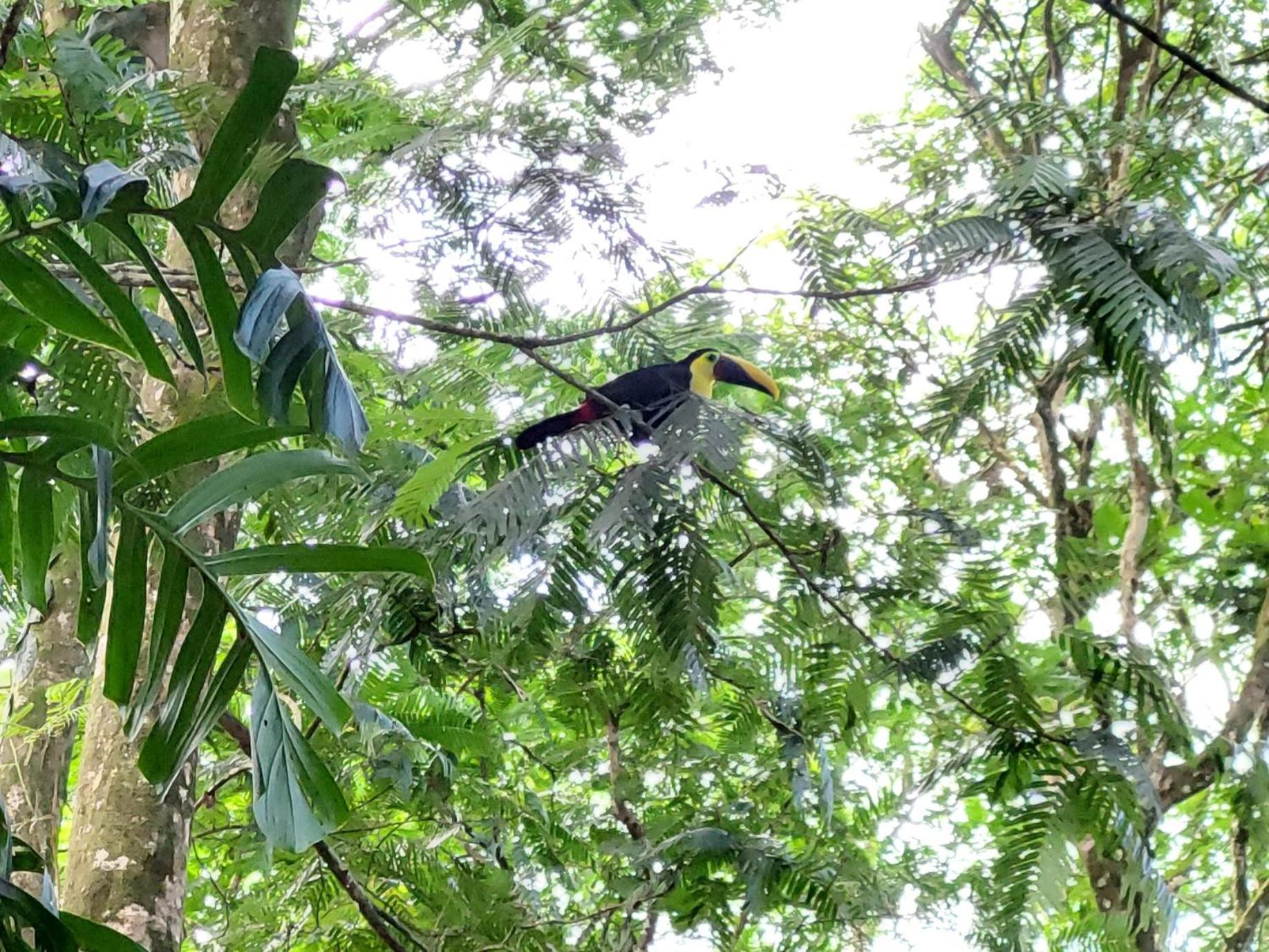Hope Garden, Sarapiqui, We Connect You With The Sarapiqui Tropical Forest Ngoại thất bức ảnh