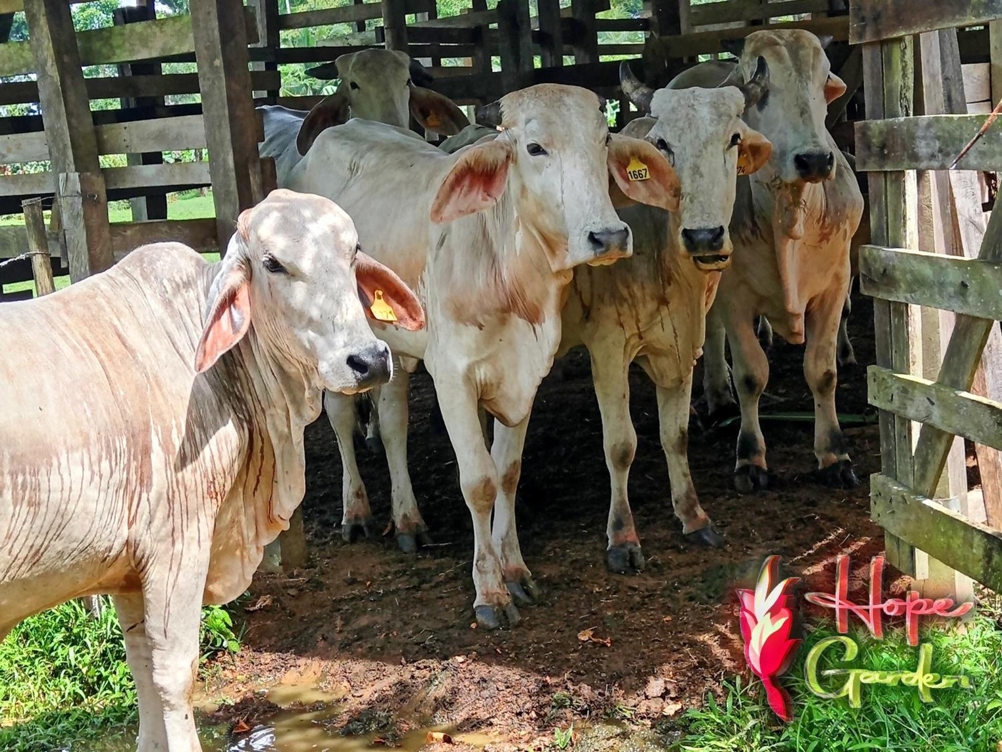 Hope Garden, Sarapiqui, We Connect You With The Sarapiqui Tropical Forest Ngoại thất bức ảnh