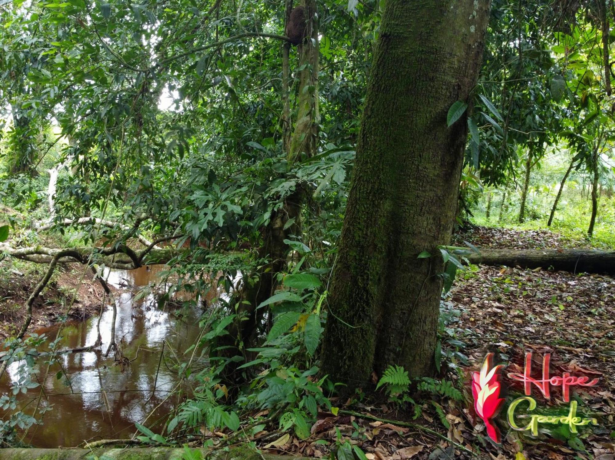 Hope Garden, Sarapiqui, We Connect You With The Sarapiqui Tropical Forest Ngoại thất bức ảnh
