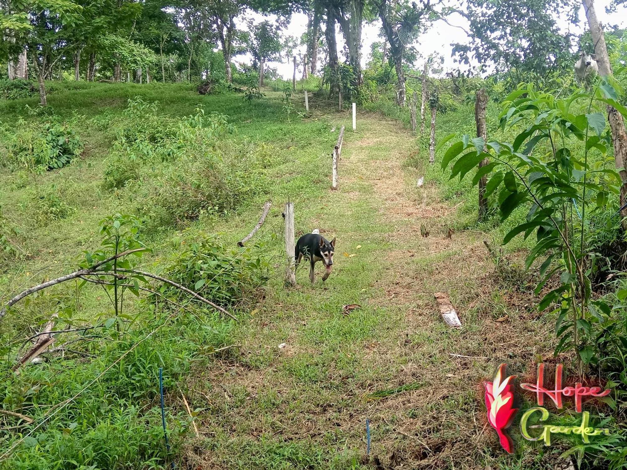 Hope Garden, Sarapiqui, We Connect You With The Sarapiqui Tropical Forest Ngoại thất bức ảnh
