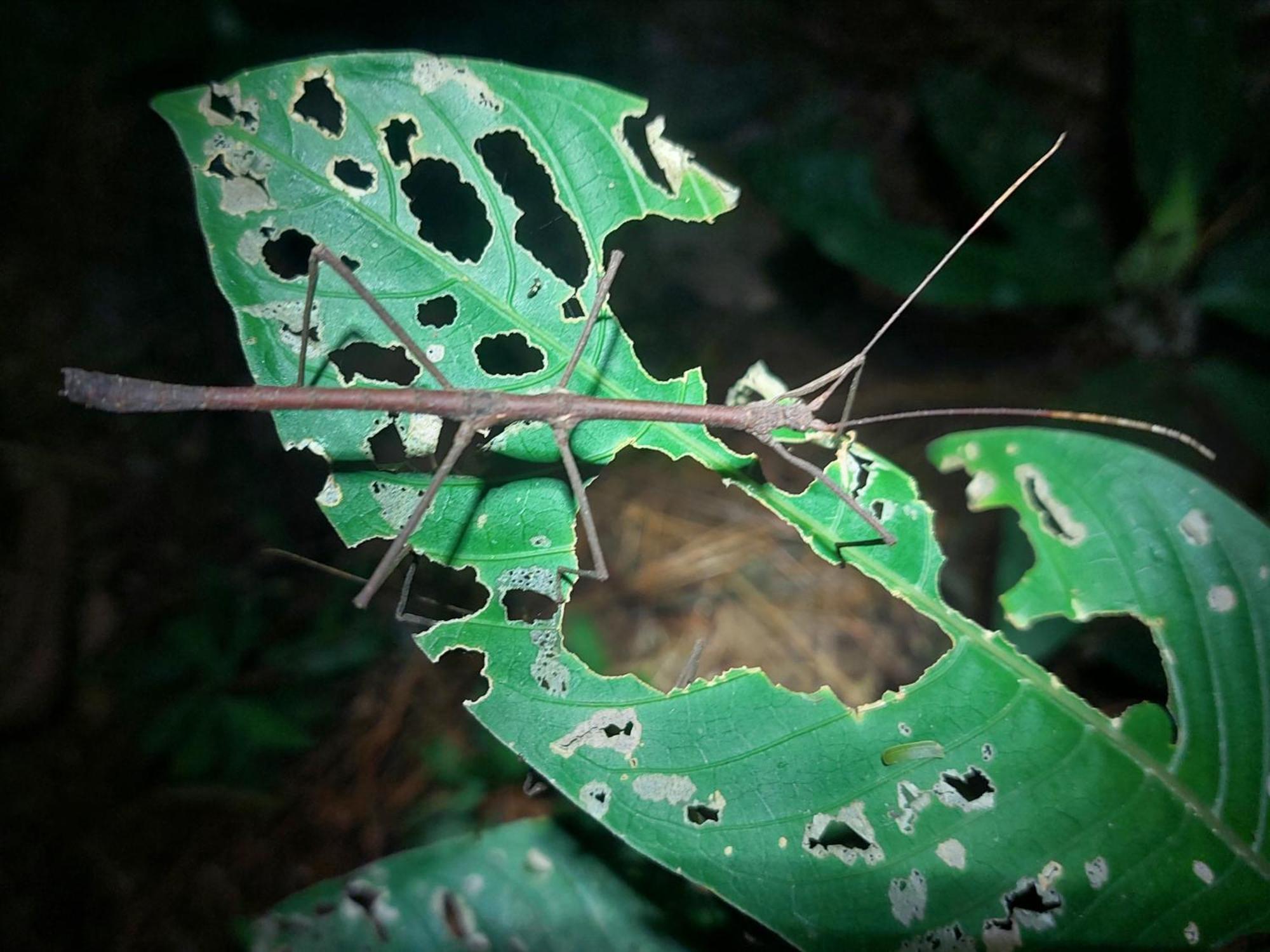 Hope Garden, Sarapiqui, We Connect You With The Sarapiqui Tropical Forest Ngoại thất bức ảnh