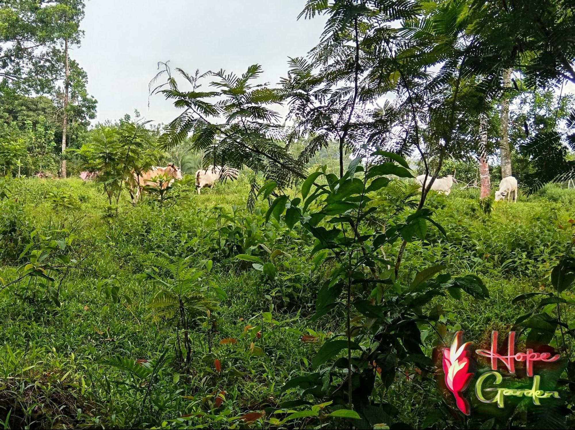 Hope Garden, Sarapiqui, We Connect You With The Sarapiqui Tropical Forest Ngoại thất bức ảnh